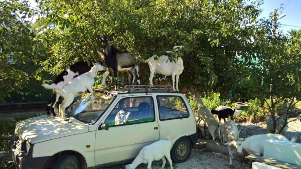 Бутовских коз перевезли в Ступино, их вернут после создания нужных условий Бутовских коз перевезли в Ступино, их вернут после создания нужных условий