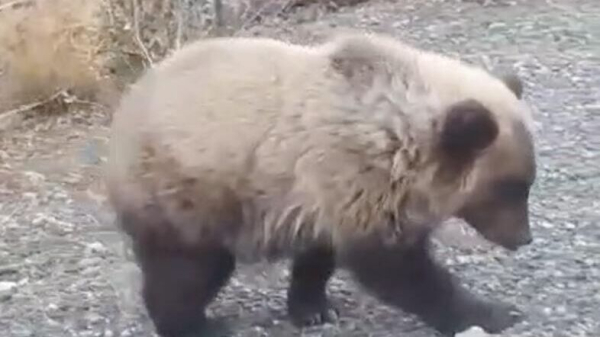 Медвежат, останавливавших машины на трассе на Камчатке, отогнали в лес