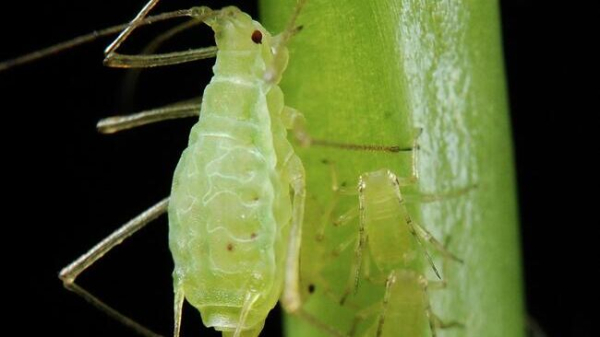 Как избавиться от тли: простые и эффективные средства