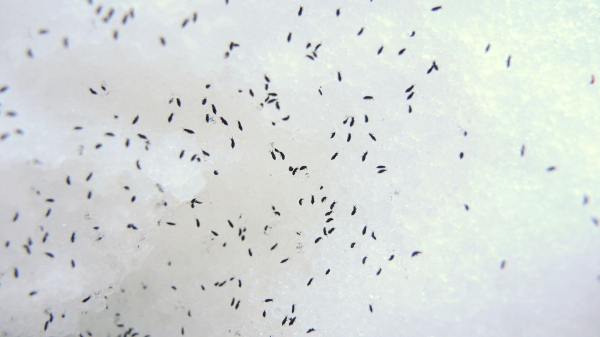 Онищенко: блохи могут переносить чуму Онищенко: блохи могут переносить чуму