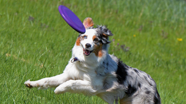 Кинолог Голубев: догшеринг опасен для собаки Кинолог Голубев: догшеринг опасен для собаки