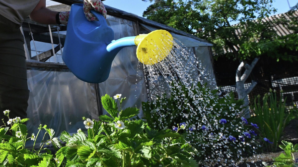 Юрист Рыбченко: дачникам грозит штраф за выращивание некоторых видов маков