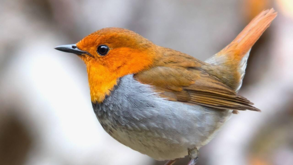 На острове Фуругельма в Приморье обнаружены два новых вида птиц На острове Фуругельма в Приморье обнаружены два новых вида птиц