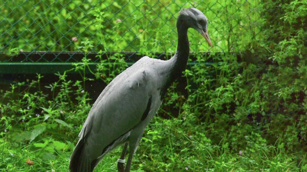В "Активном гражданине" началось голосование по выбору имен для двух журавлят