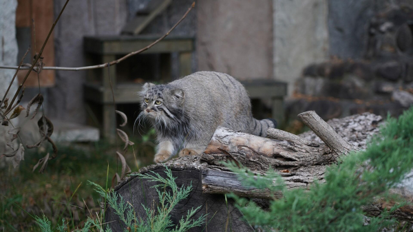 Манулу Тимошу из Московского зоопарка подбирают неродственного партнера Манулу Тимошу из Московского зоопарка подбирают неродственного партнера