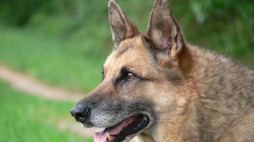 Кинолог Голубев: собаки при расставании способны помнить хозяина долгие годы Кинолог Голубев: собаки при расставании способны помнить хозяина долгие годы