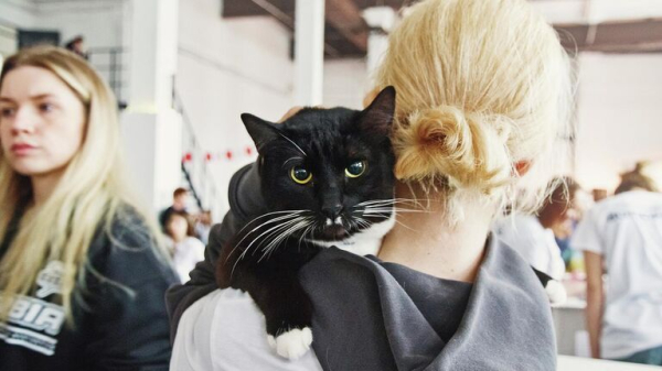 Выставка-пристройство животных из приюта "Юна-Фест" пройдет в Москве 15 ноября