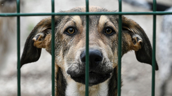 Кинолог Голубев: дрессировать собак-инвалидов не намного сложнее, чем здоровых