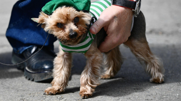 РКФ: регистрация животных повысит уровень ответственности владельцев животных