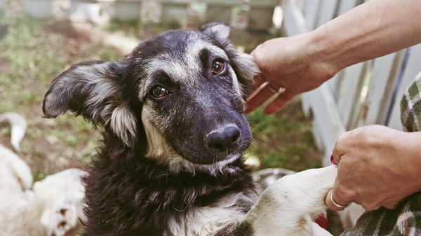 Выставка-пристройство животных из приюта "Юна-Фест" пройдет в Москве 15 ноября