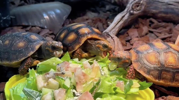 У редких угольных черепах в Ленинградском зоопарке родились три черепашонка