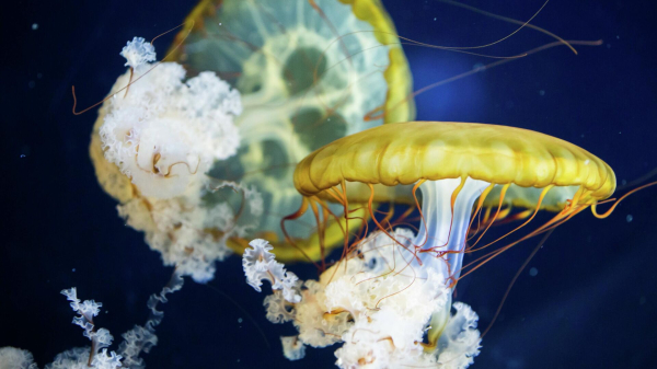 В Москвариуме появится хищная тихоокеанская морская крапива