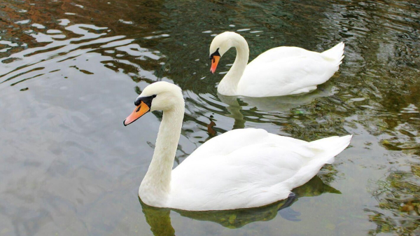 Лебеди-шипуны из "Усадьбы Трубецких" Маша и Ваня приехали на зимовку в зоопарк