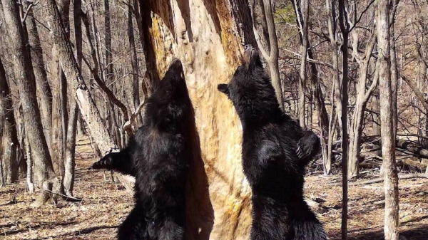 В Приморье молодые бурые медведи устроили танец у 200-летней пихты