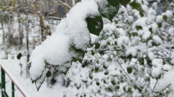 Вильфанд: в Москве в ближайшую неделю не ожидается первого снега